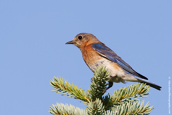 Eastern Bluebird