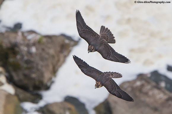 Peregrine Falcon
