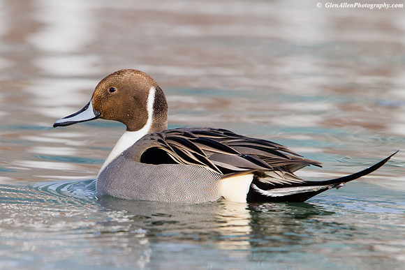 Northern Pintail