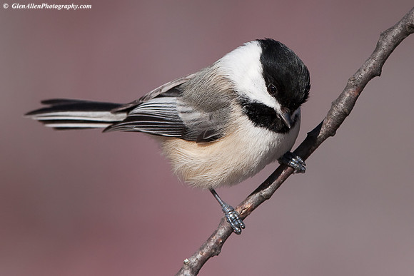 Black-capped Chickadee
