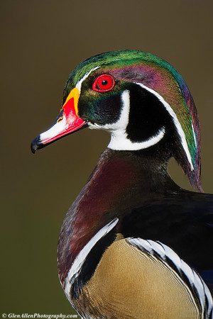 Wood Duck
