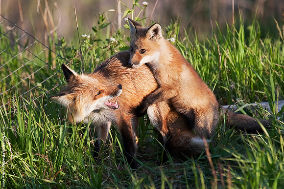 Fox Pup/Kit