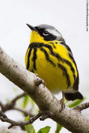Magnolia Warbler