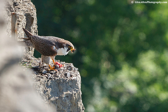 Peregrine Falcon