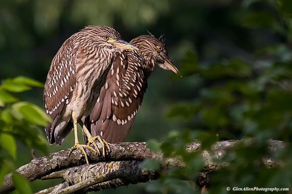 Black-crowned Night-Heron