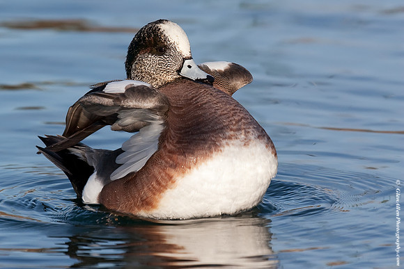 American Wigeon