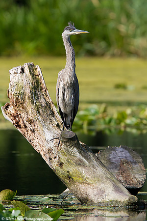 Great Blue Heron