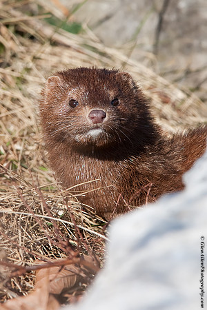 Mink