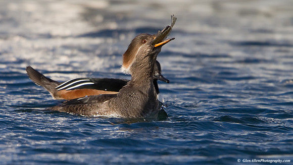 Hooded Merganser