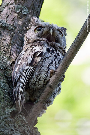 Eastern Screech-Owl