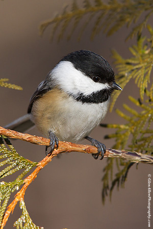 Black-capped Chickadee