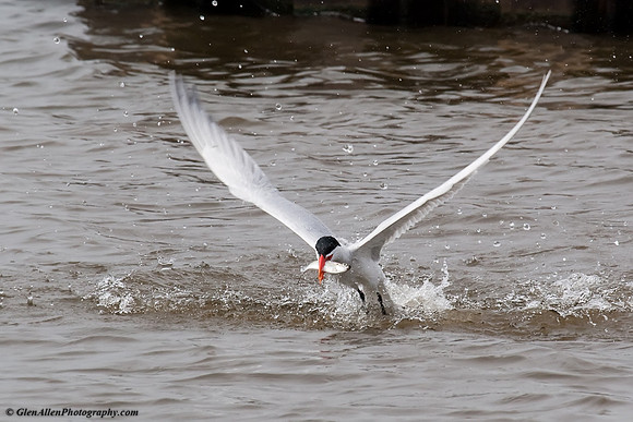 Caspian Tern