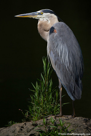 Great Blue Heron
