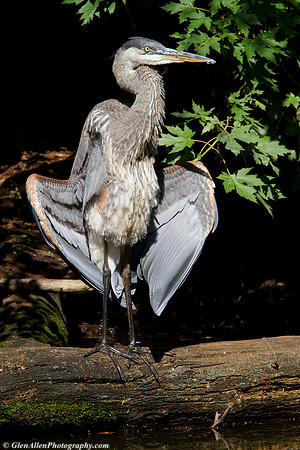 Great Blue Heron