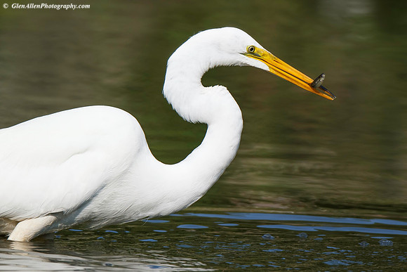 Great Egret