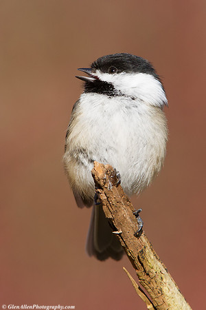 Black-capped Chickadee