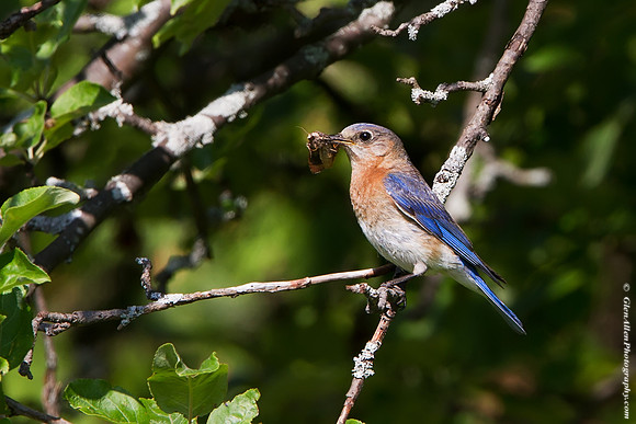 Eastern Bluebird
