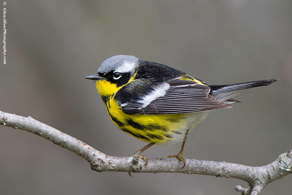 Magnolia Warbler