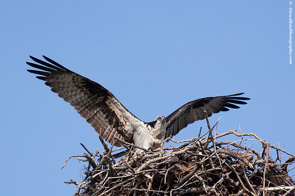 Osprey
