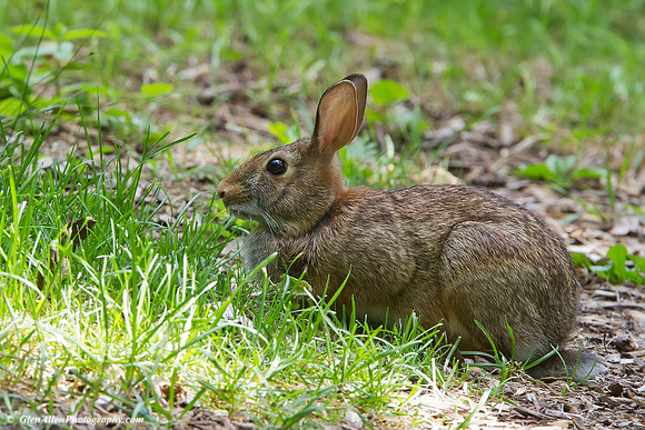Eastern Cottontail