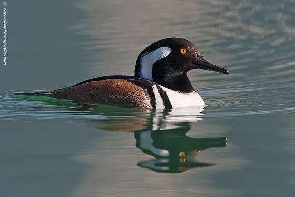 Hooded Merganser