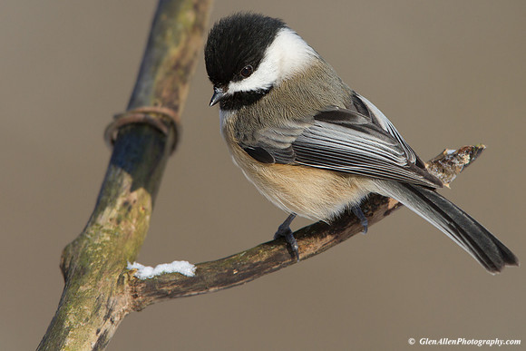 Black-capped Chickadee
