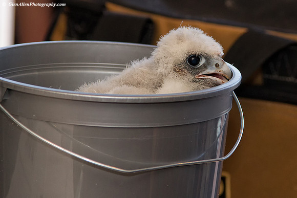 MNR registers chicks
