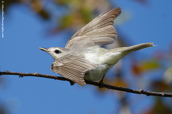 Warbling Vireo