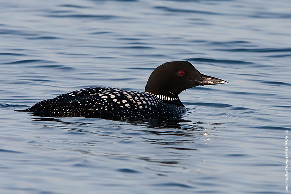 Common Loon