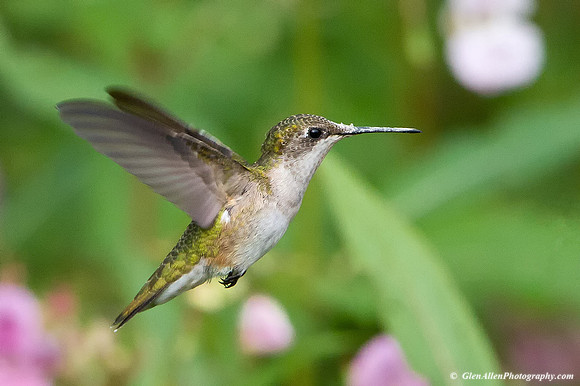 Ruby-throated Hummingbird