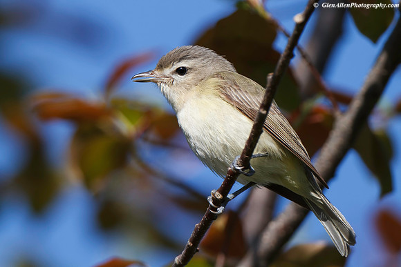 Warbling Vireo