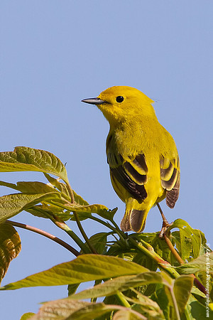 Yellow Warbler