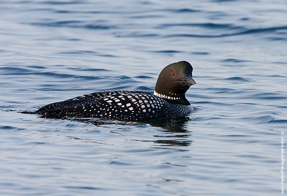 Common Loon