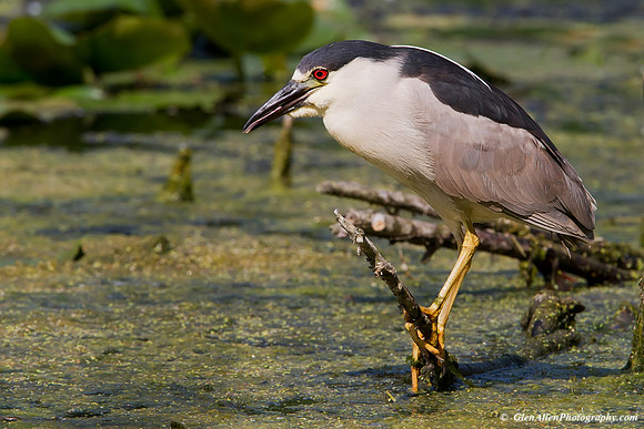 Black-crowned Night-Heron