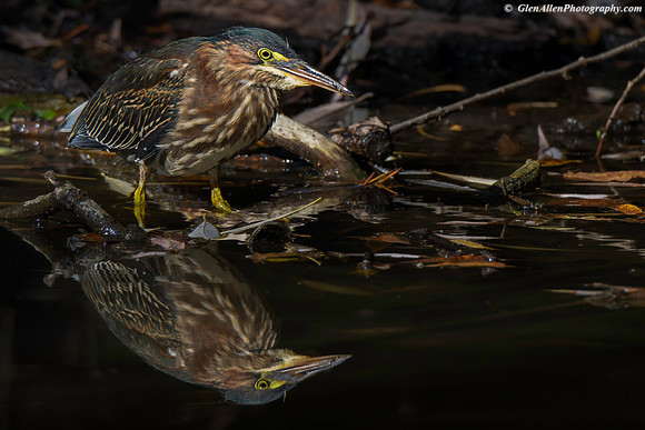 Green Heron