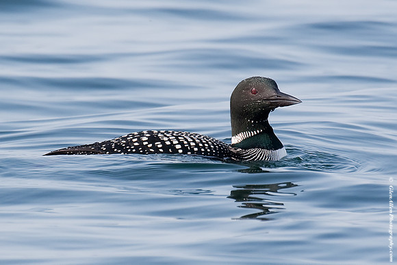 Common Loon