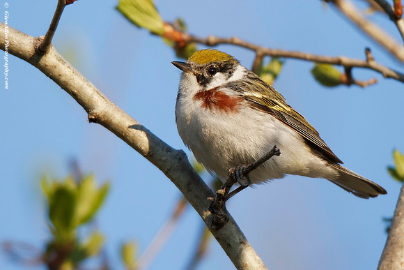 Chestnut-sided Warbler