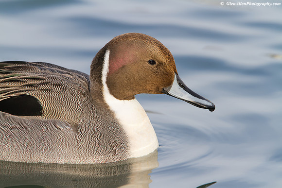Northern Pintail