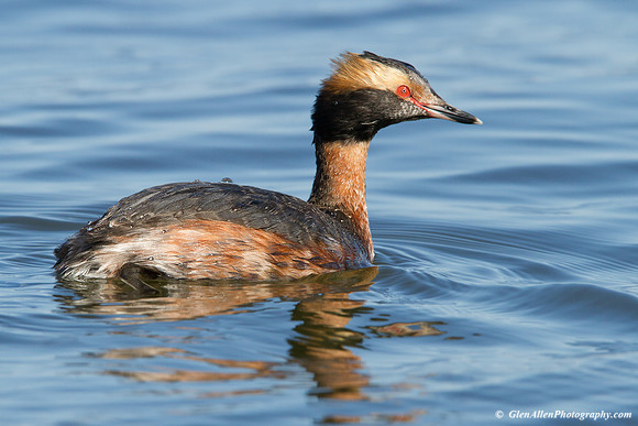 Horned Grebe