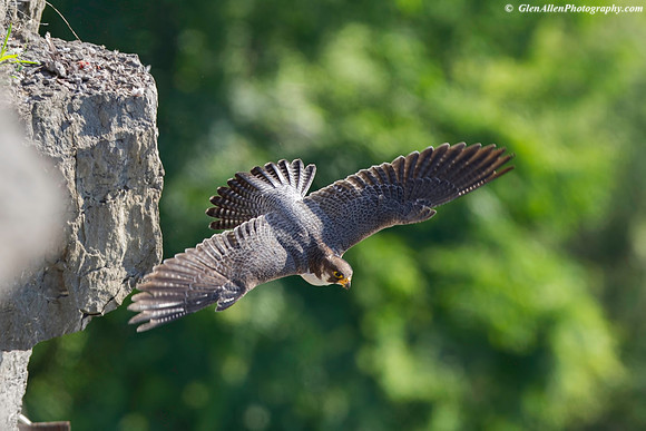 Peregrine Falcon