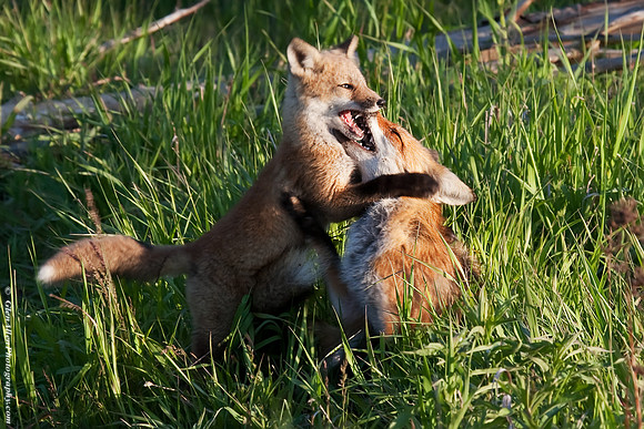 Fox Pup/Kit