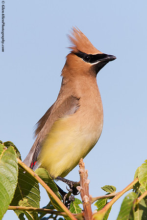 Cedar Waxwing