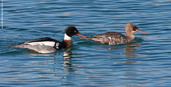 Red-breasted Merganser