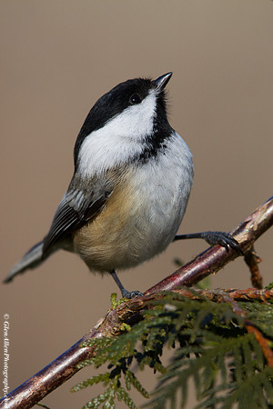 Black-capped Chickadee