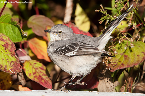 Northern Mockingbird