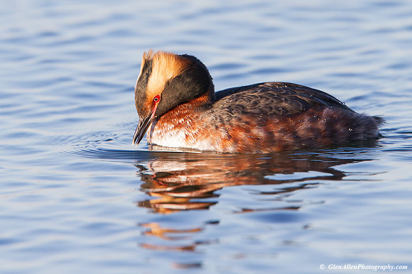 Horned Grebe