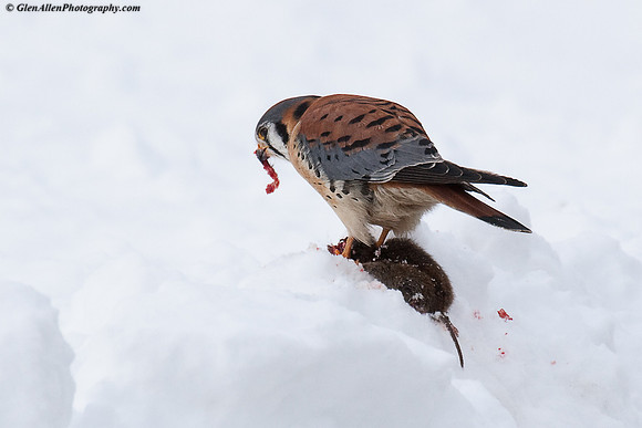 American Kestrel