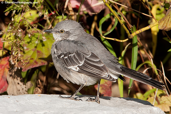 Northern Mockingbird