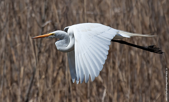Great Egret