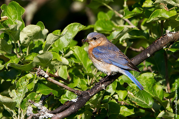 Eastern Bluebird